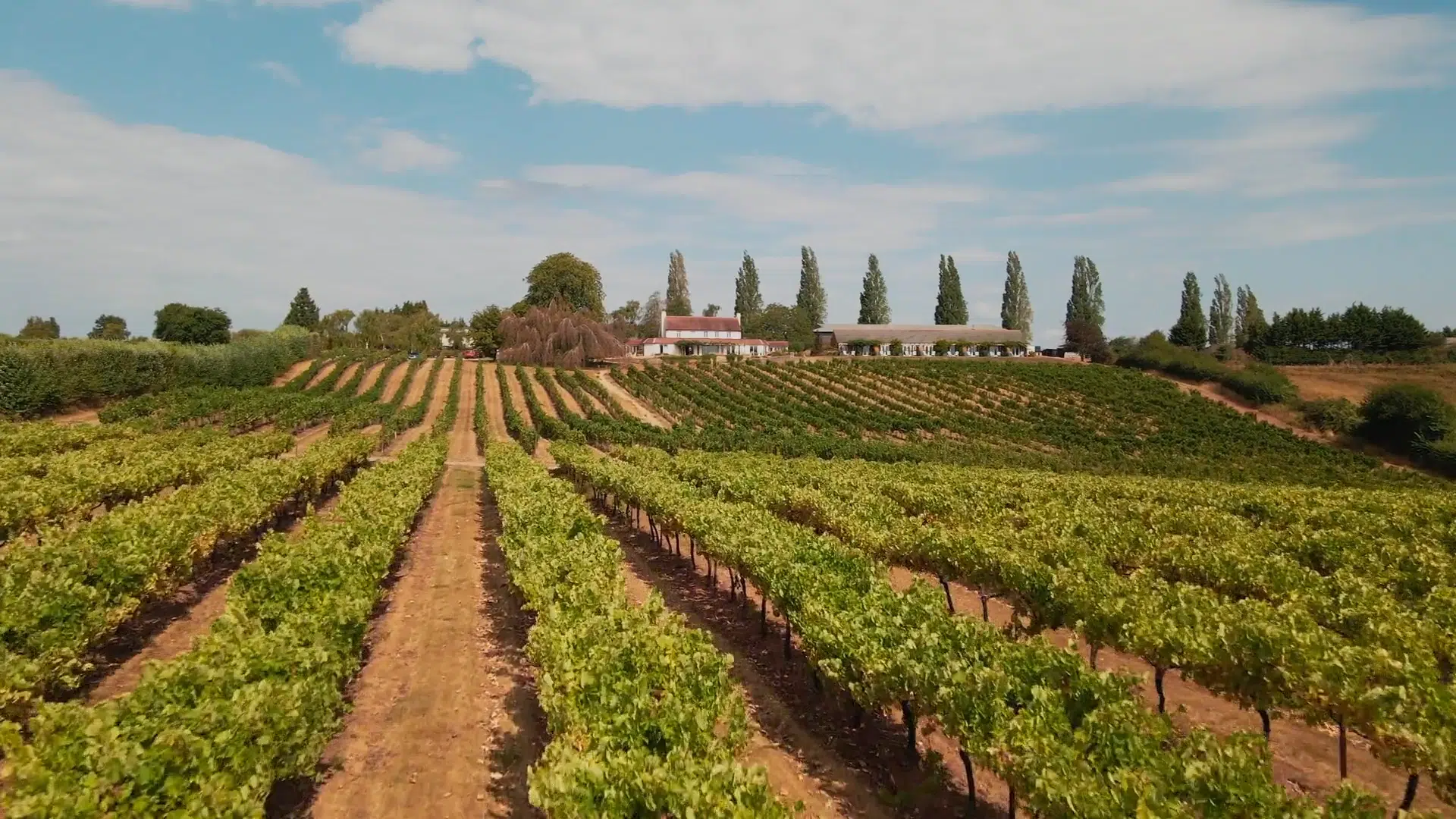 Aerial view of a vineyard with neat rows of green grapevines stretching across rolling hills towards winery buildings and tall trees, beneath a blue sky with scattered white clouds.